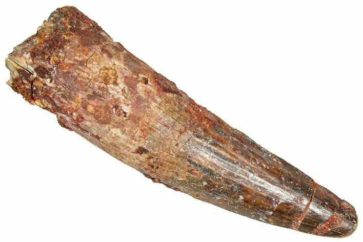 Fossil Spinosaurus Tooth - Real Dinosaur Tooth #366487